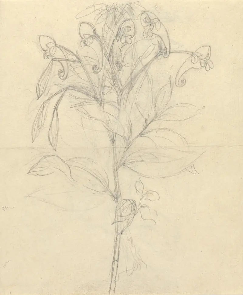 Impatiens rothii av Luigi Balugani