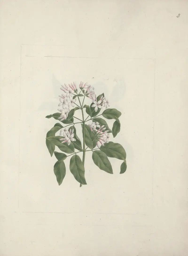 Jasminum abyssinicum (etiopský jasmín), Luigi Balugani