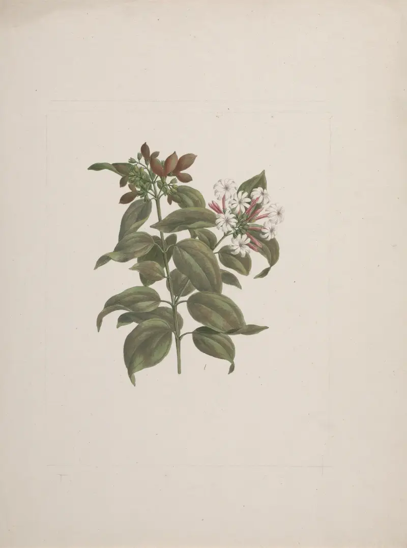 Jasminum dichotomum Vahl (africký jasmín), Luigi Balugani