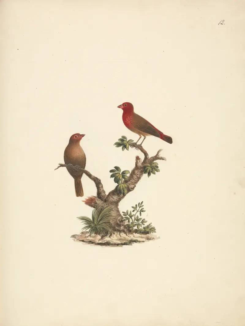 Lagonosticta senegala (Červenozobý astrild), Luigi Balugani