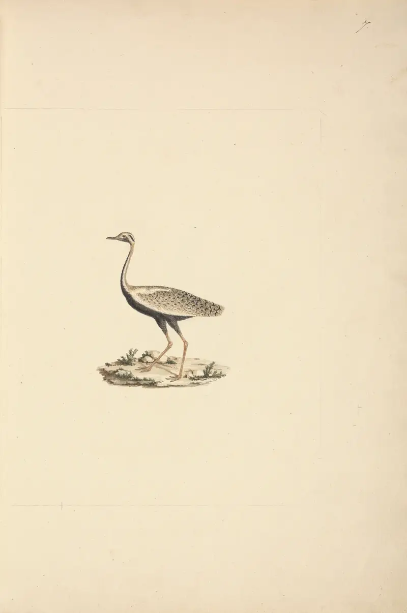 Lissotis hartlaubii (drop velký), Luigi Balugani