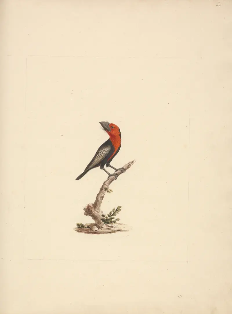 Lybius guifsobalito (černozobý vousák), Luigi Balugani