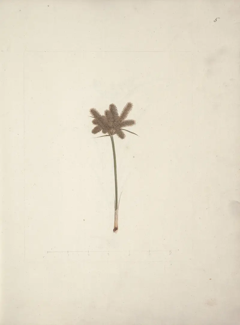 Mariscus cyperoides (L.) O. Kuntze (Šáchor), Luigi Balugani