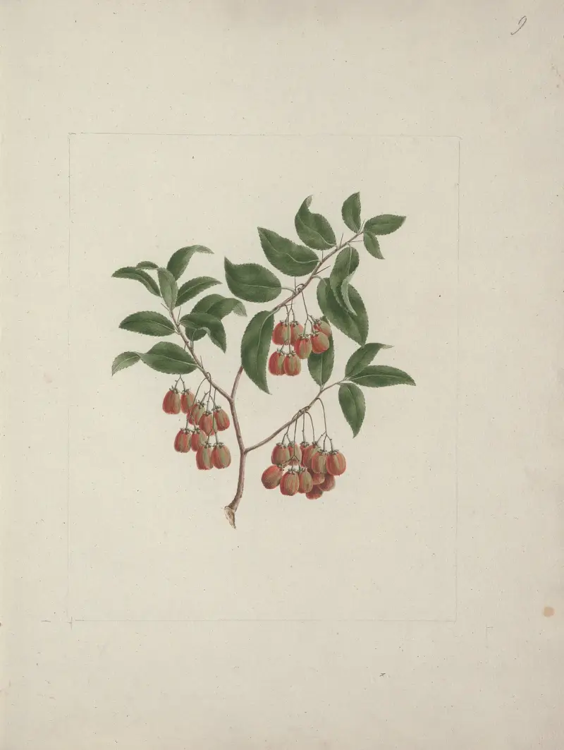 Maytenus arguta (Loes.) N. Robson av Luigi Balugani