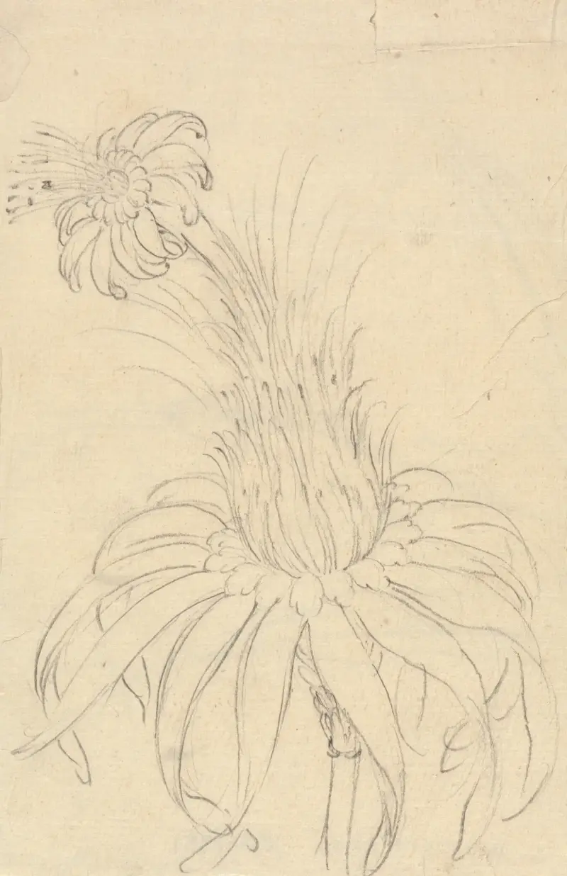 Michauxia Campanuloides, Luigi Balugani