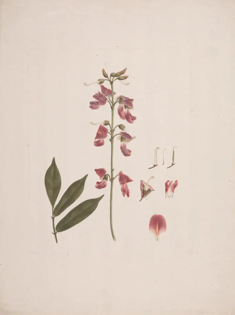 Millettia ferruginea (Hochst.) Baker, Luigi Balugani