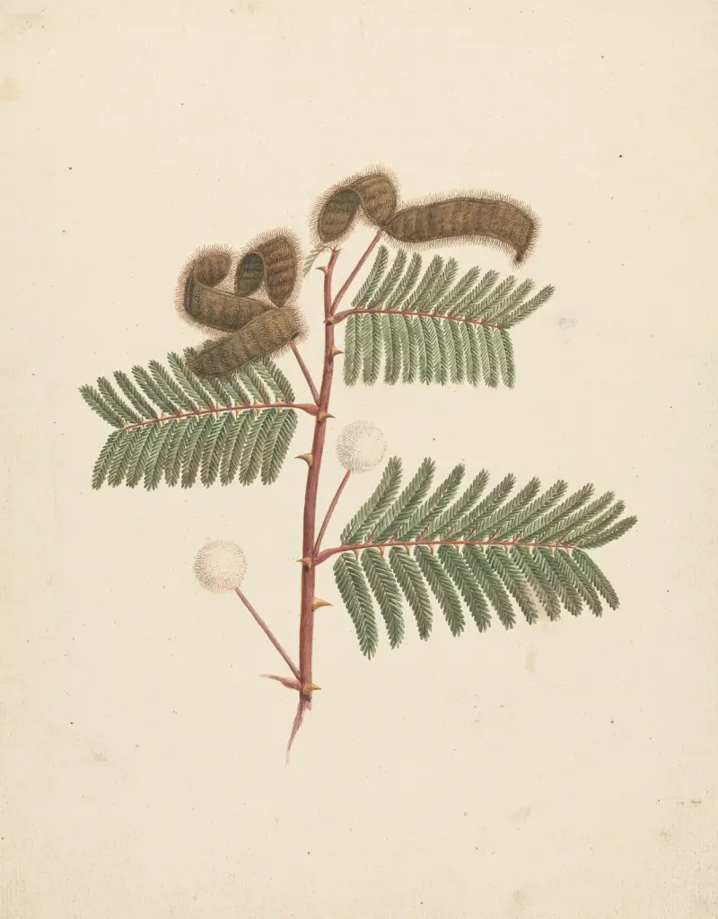 Mimosa pigra (L.) von Luigi Balugani