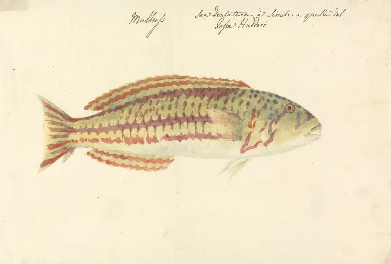 Mullup, Luigi Balugani