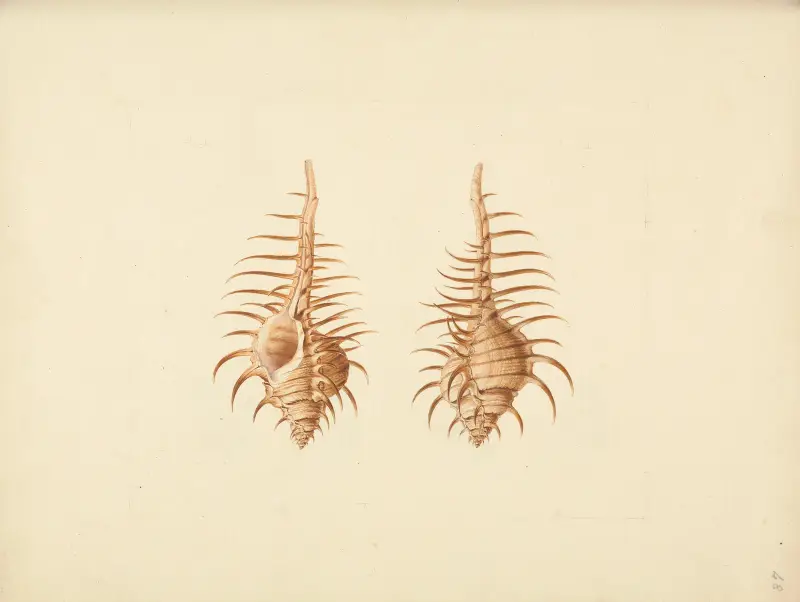 Murex pecten (Venus Comb Murex) von Luigi Balugani