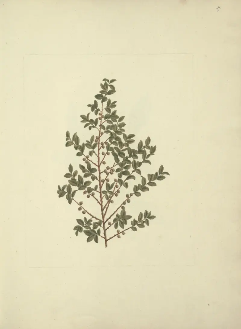 Myrsine africana L. (africká myrsina), Luigi Balugani