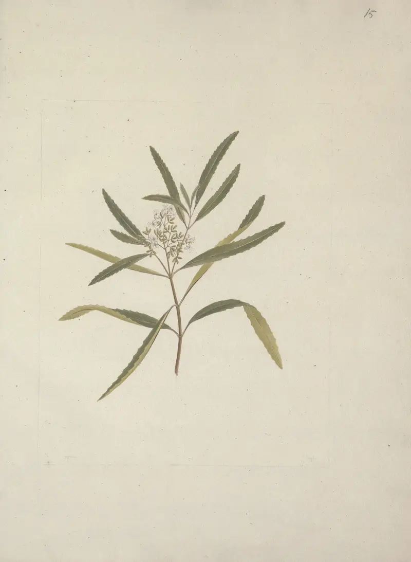 Nuxia oppositifolia (Hochst.) Benth, Luigi Balugani