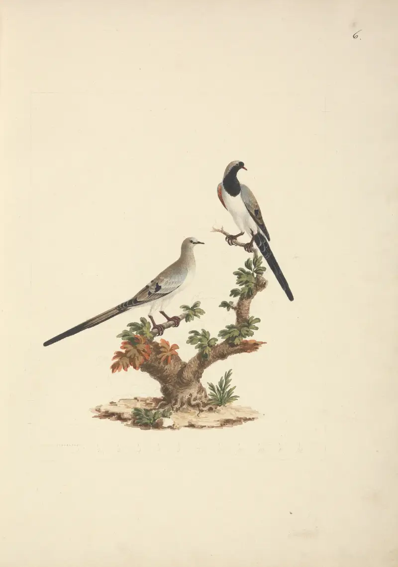 Oena capensis (namaquahrdlička), Luigi Balugani