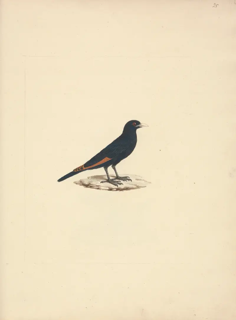 Onychognathus albirostris (Bělozobý špaček), Luigi Balugani