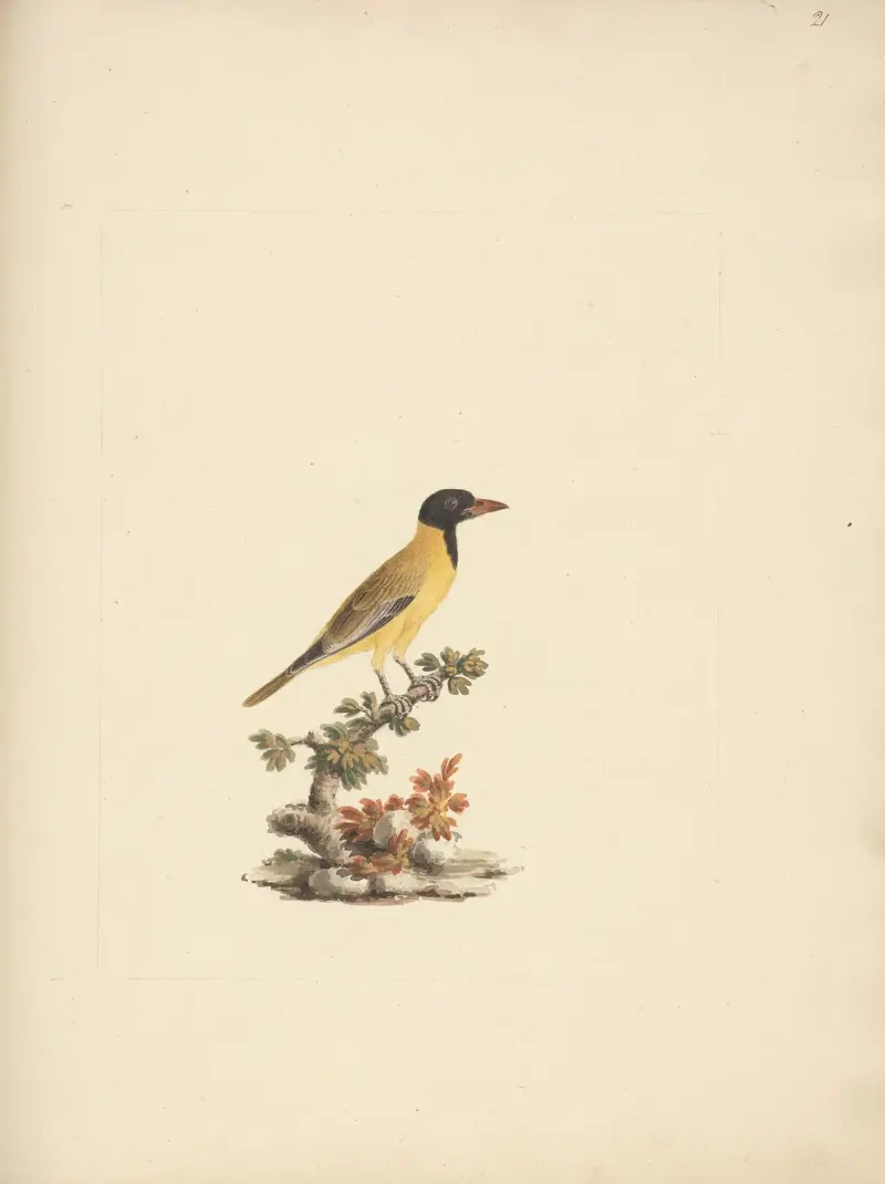 Oriolus monacha (Black Headed Abyssinian Oriole) 2, Luigi Balugani