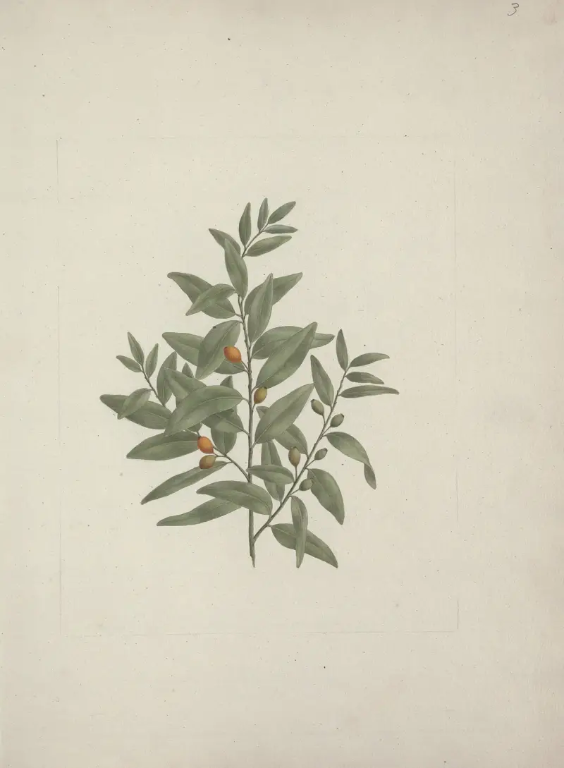 Osyris lanceolata (africké santalové dřevo), Luigi Balugani