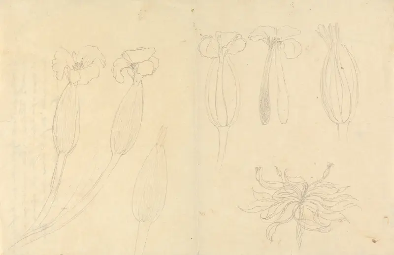 Ottelia ulvifolia, Luigi Balugani