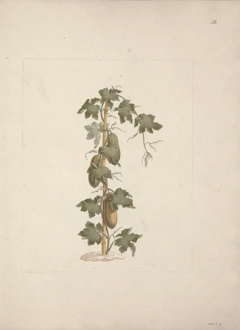 Peponium vogelii Engl, Luigi Balugani