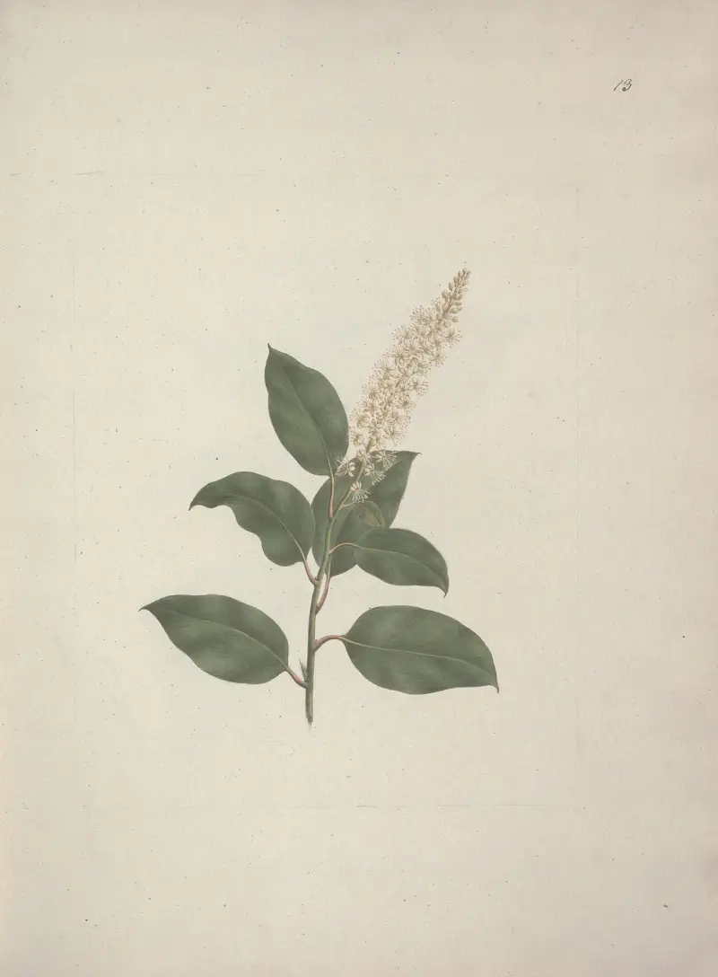 Phytolacca dodecandra L’Herit. (Líčidlo), Luigi Balugani