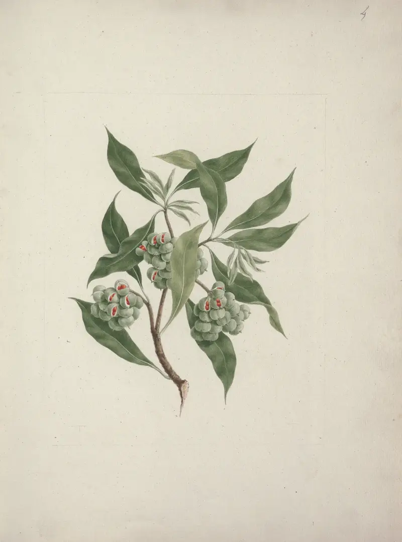 Pittosporum viridiflorum Sims (pittosporum), Luigi Balugani