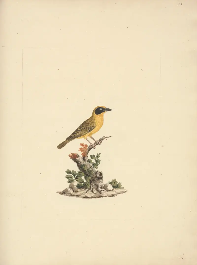 Ploceus ocularis (Spectacled Weaver), Luigi Balugani