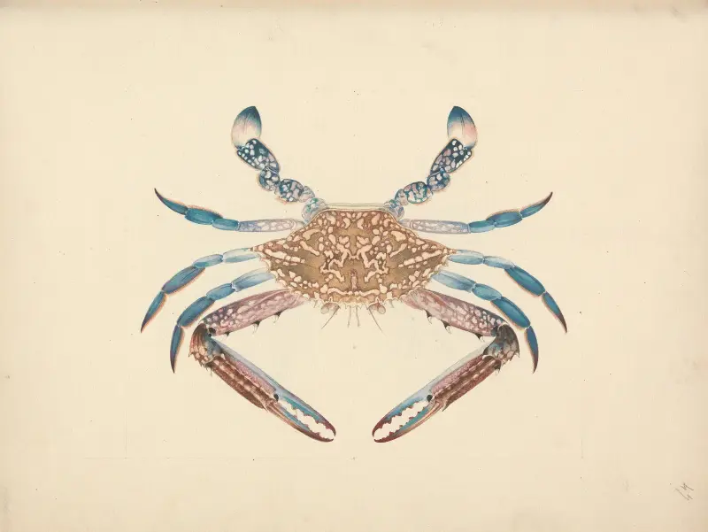 Portunua pelagicus (Blue Crab) av Luigi Balugani