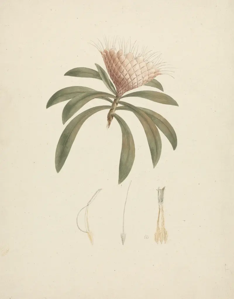 Protea gaguedi J.F. Gmel. (Protea) av Luigi Balugani