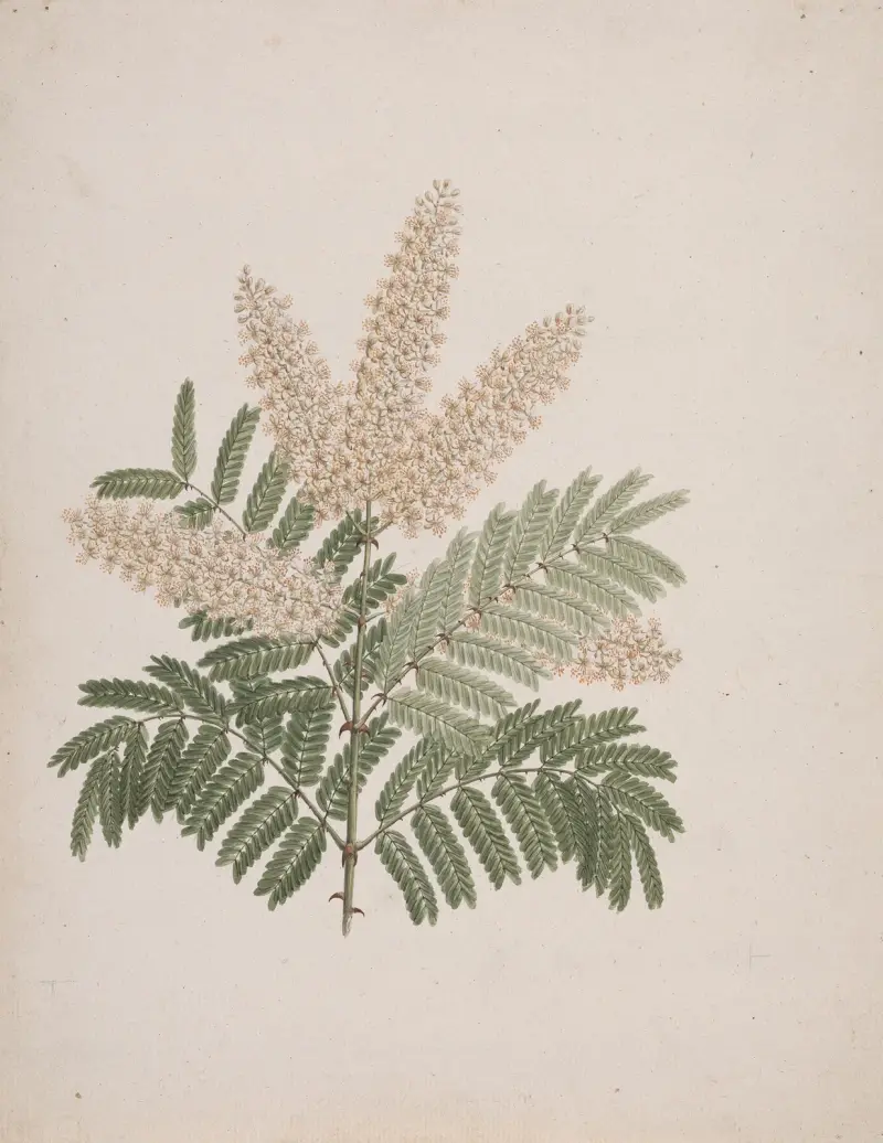 Pterolobium stellatum (Forssk), Luigi Balugani