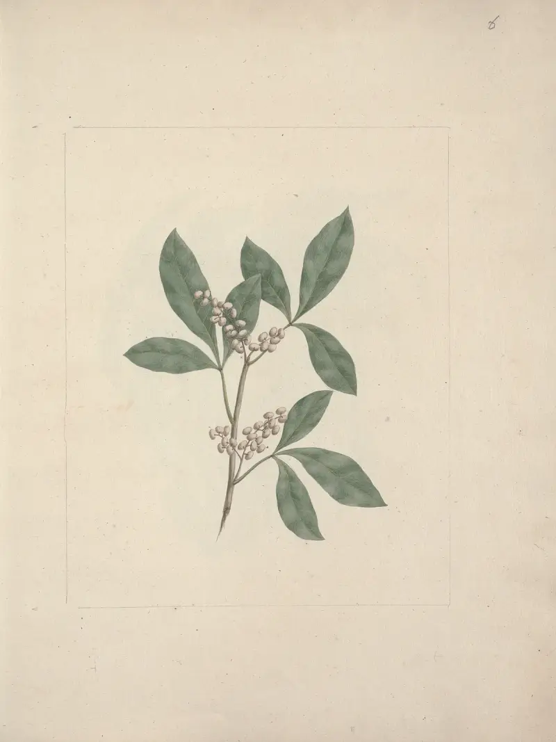 Rhus glutinosa A. Rich, Luigi Balugani
