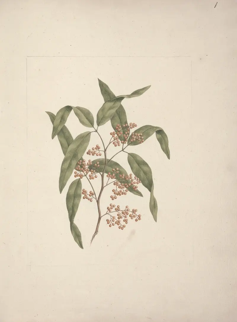 Rhus retinorrhoea Oliver, Luigi Balugani
