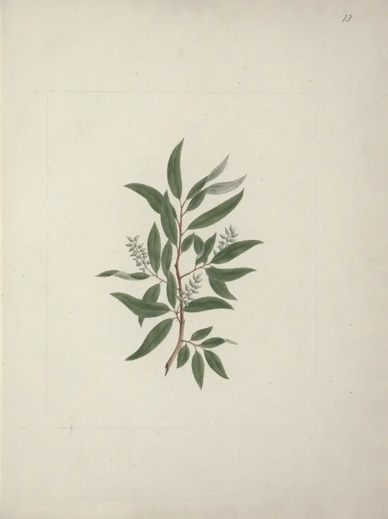 Salix subserrata Willd. (Vrba), Luigi Balugani
