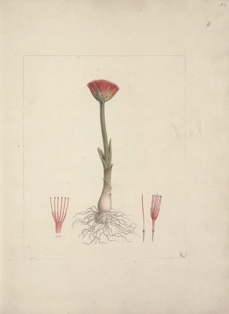 Scadoxus puniceus (L.) Friss & Nordal (Blood Lily), Luigi Balugani