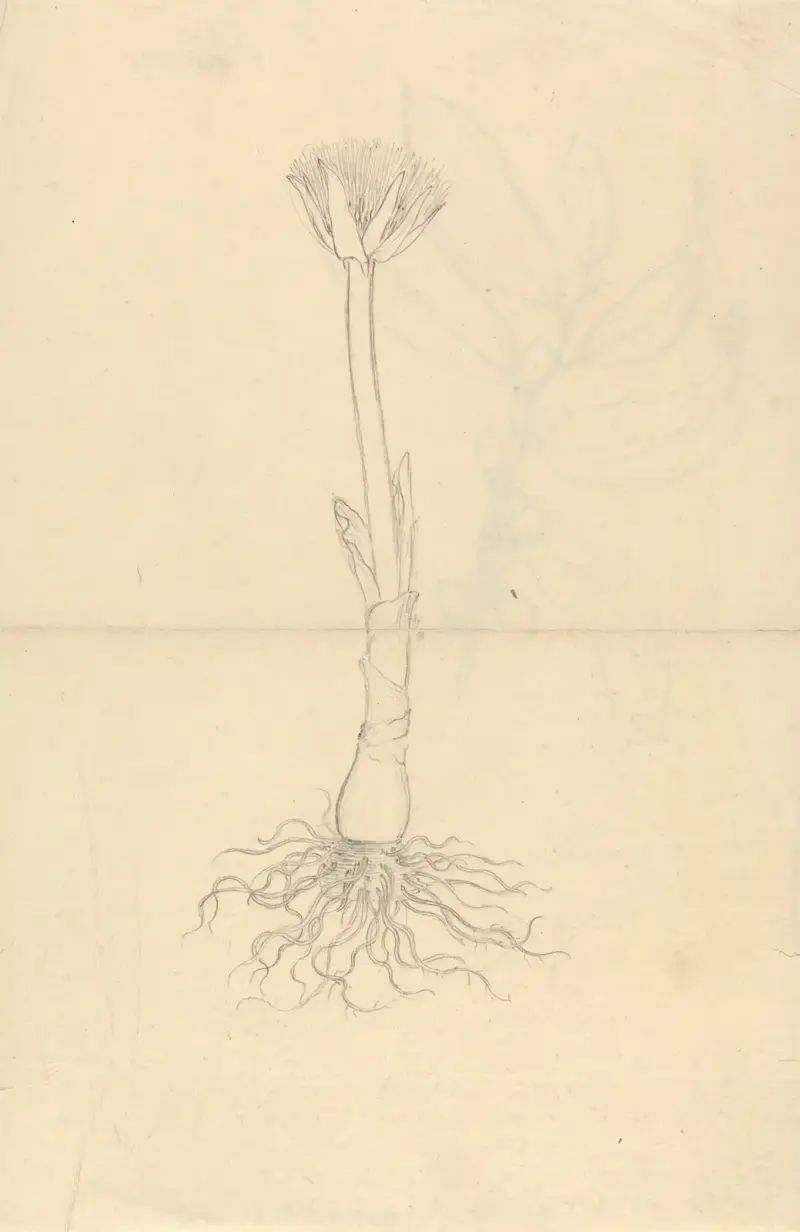 Scadoxus Puniceus, Luigi Balugani