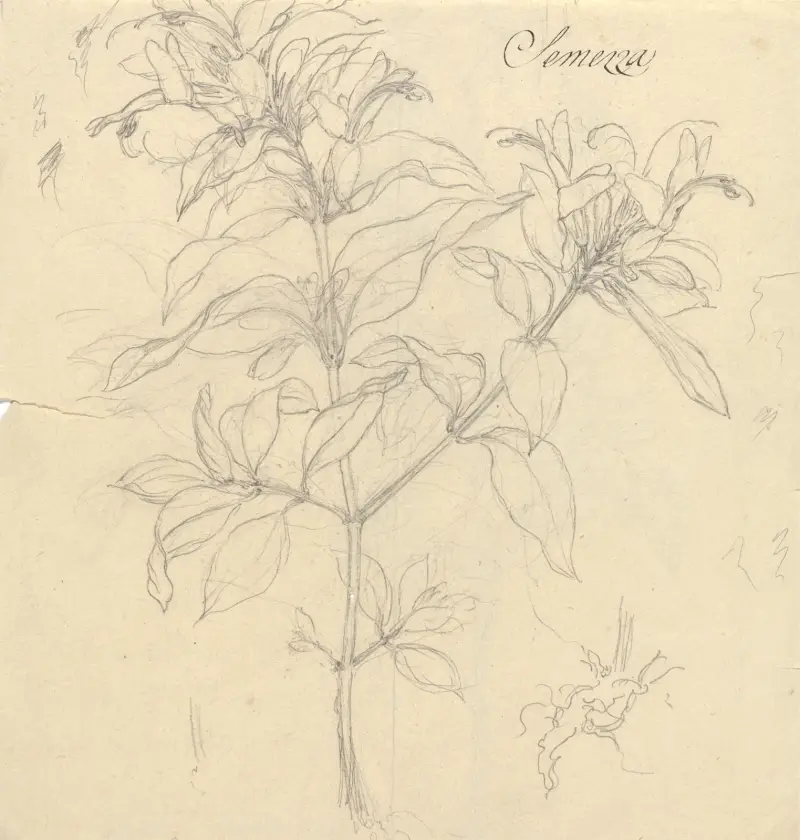 Semezza (Ruttya speciosa), Luigi Balugani