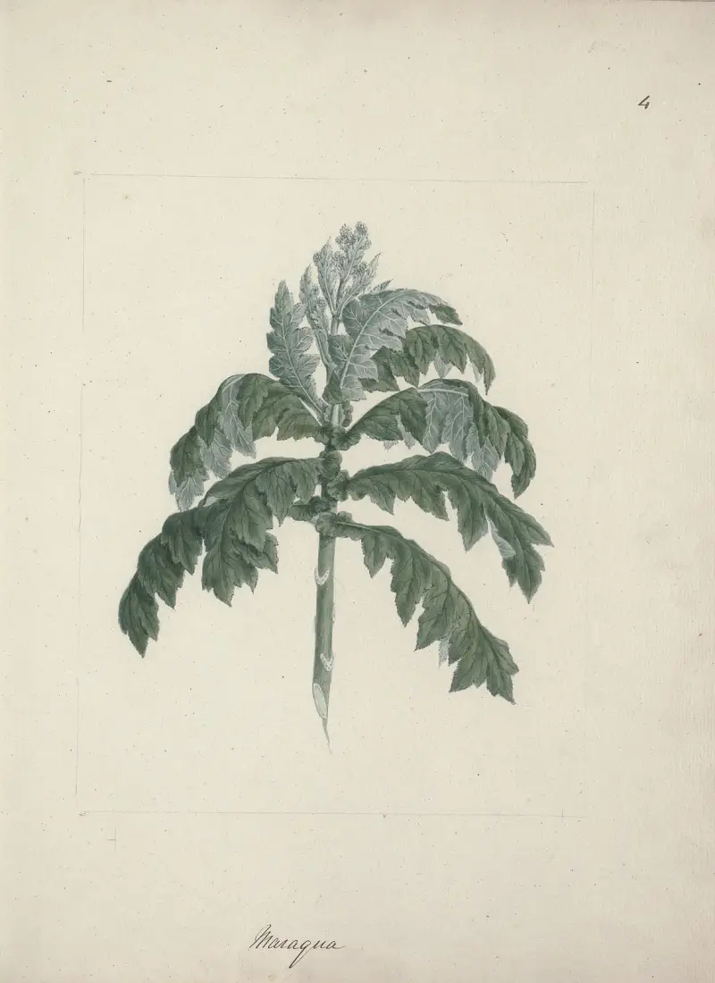 Senecio gigas Vatke (stromovitá starčeka), Luigi Balugani