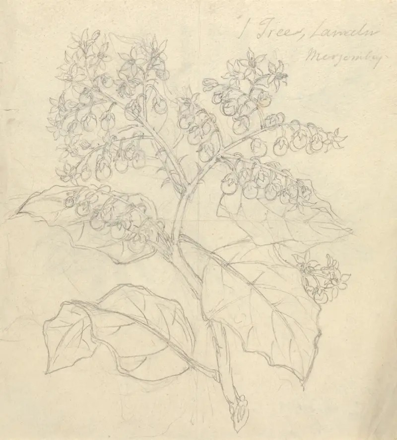 Solanum Adoense, Luigi Balugani