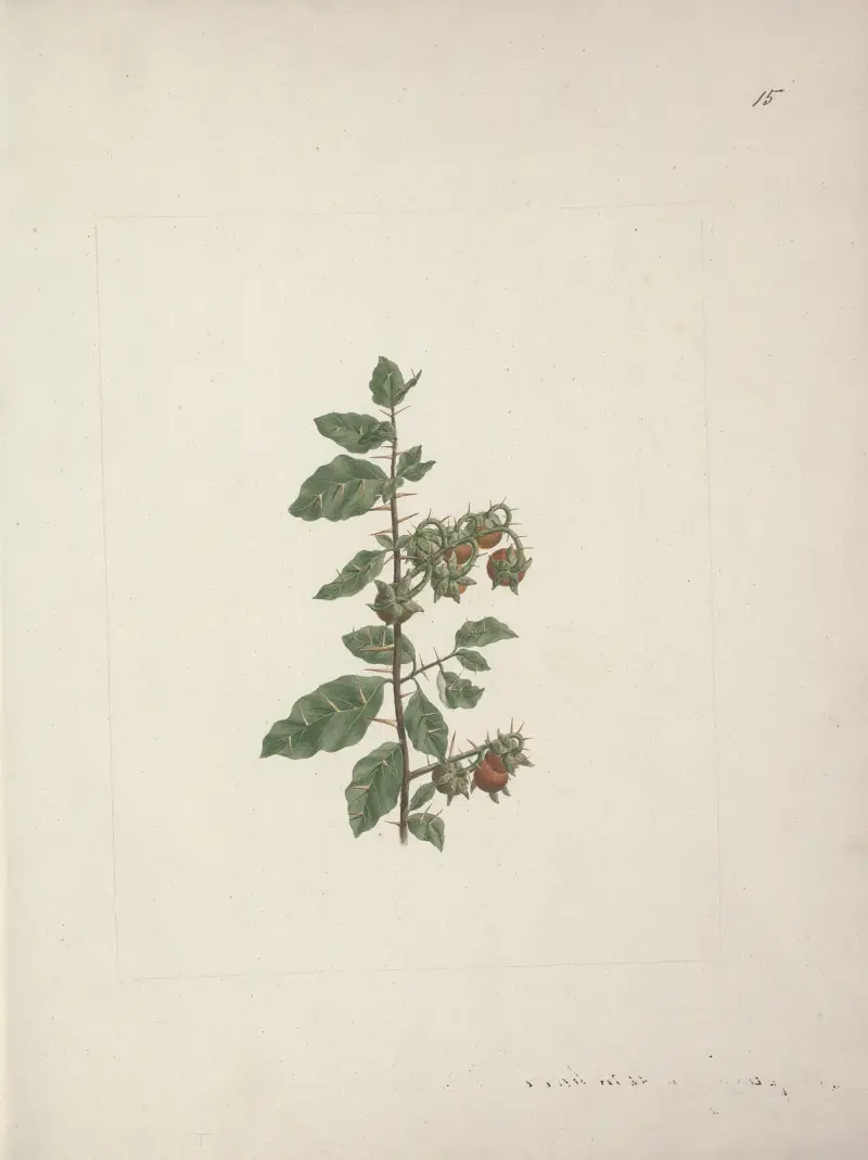 Solanum piperiferum A. Rich. (lilek), Luigi Balugani