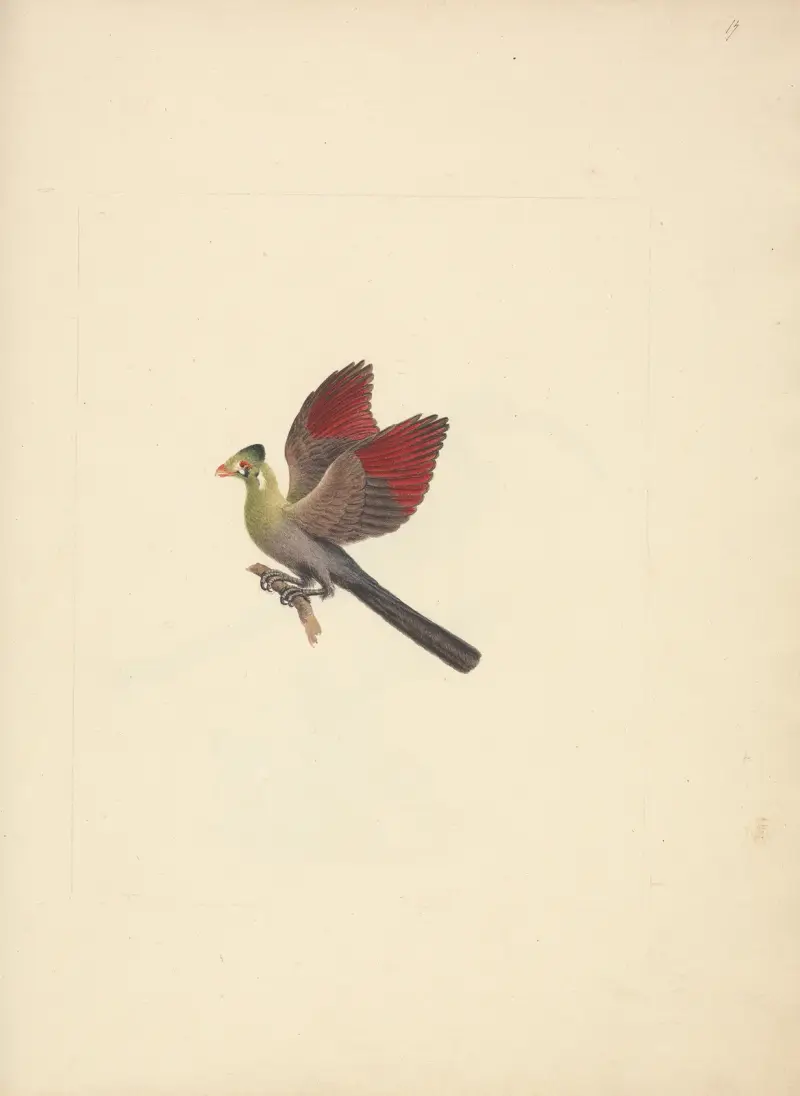 Tauraco leucotis (turako bělolící), Luigi Balugani
