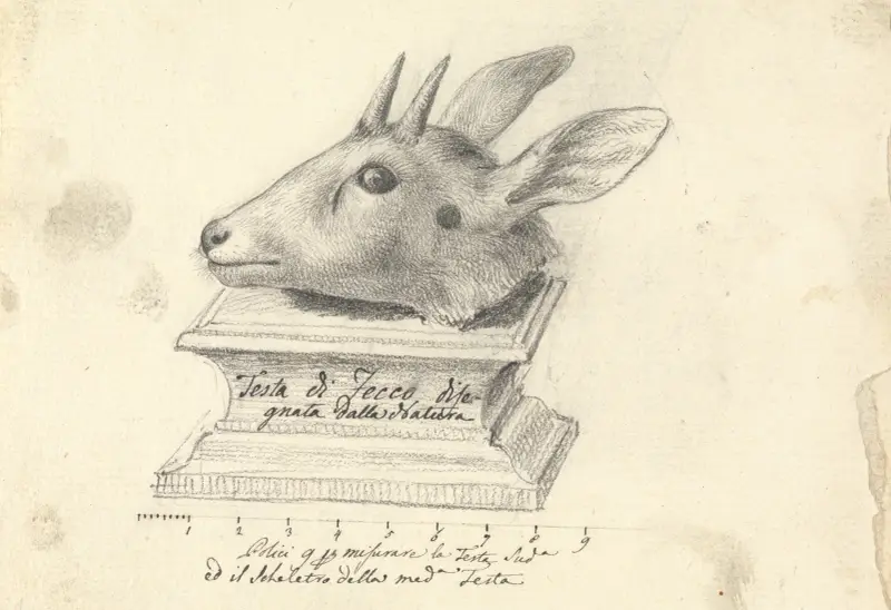 Testa di Fecco, Luigi Balugani