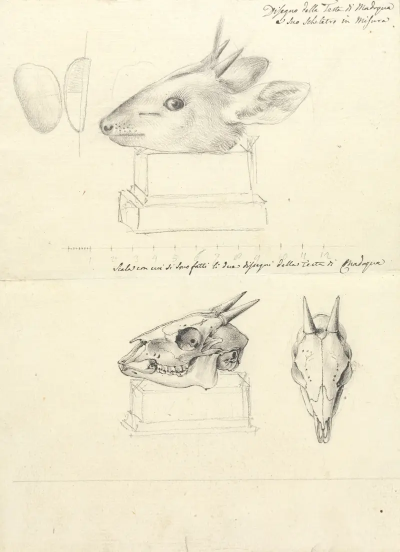 Testi di Madoqua (Hlava antilopy a lebky), Luigi Balugani