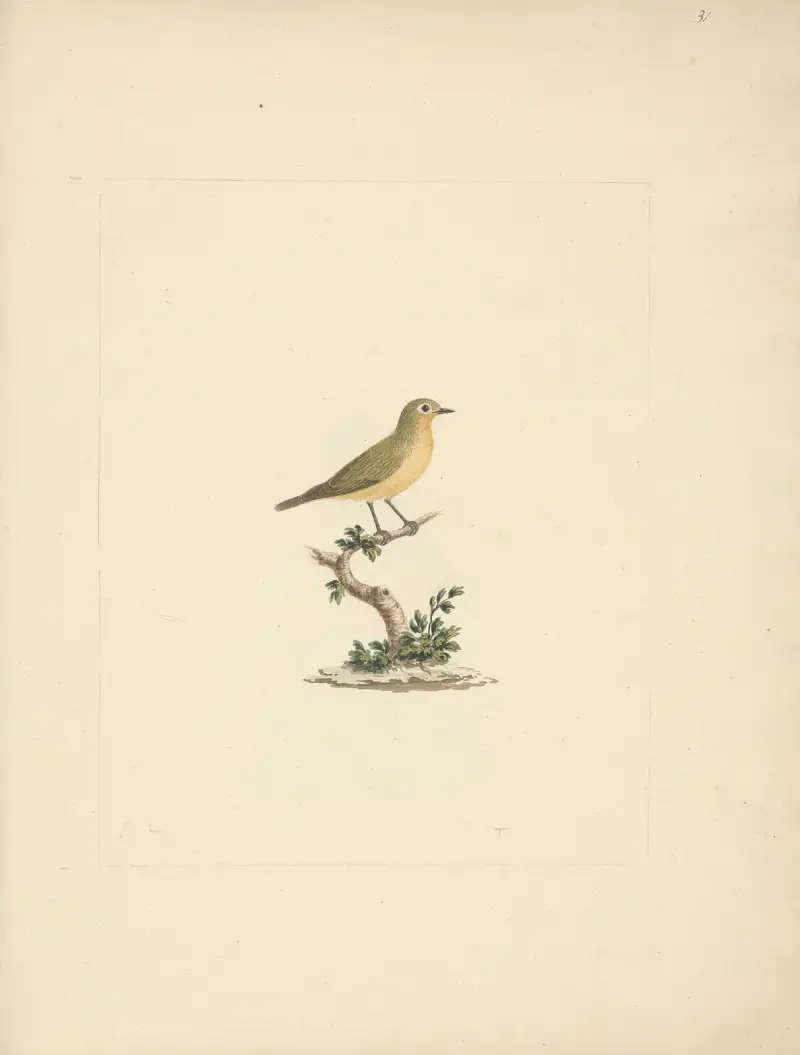 Unidentifizierter Vogel von Luigi Balugani
