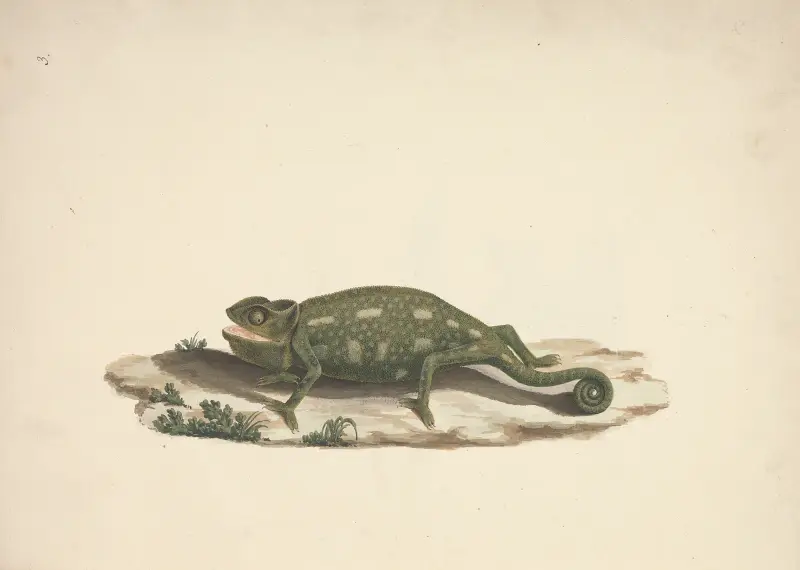 Neidentifikovaný chameleon, Luigi Balugani