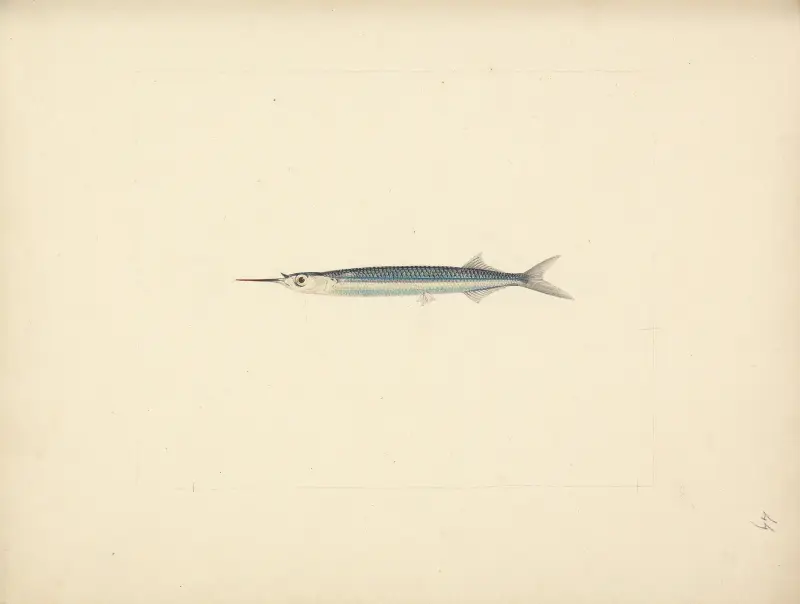 Unbestimmter Fisch – Nr. 2 von Luigi Balugani