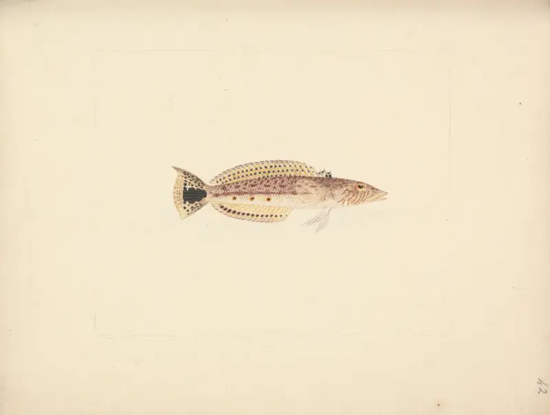 Unidentifizierter Fisch – Nr. 3 von Luigi Balugani
