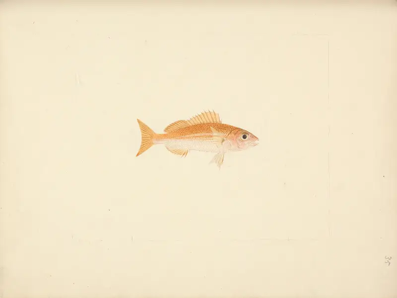 Unidentified Fish – nr 4 av Luigi Balugani
