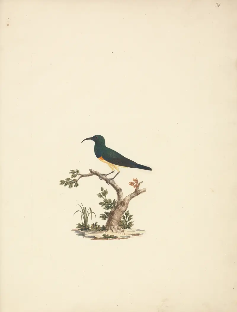 Neidentifikovaný strdimil, Luigi Balugani