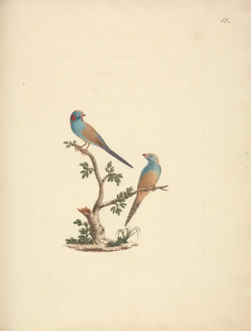 Uraeginthus bengalus (červenolící motýlek), Luigi Balugani