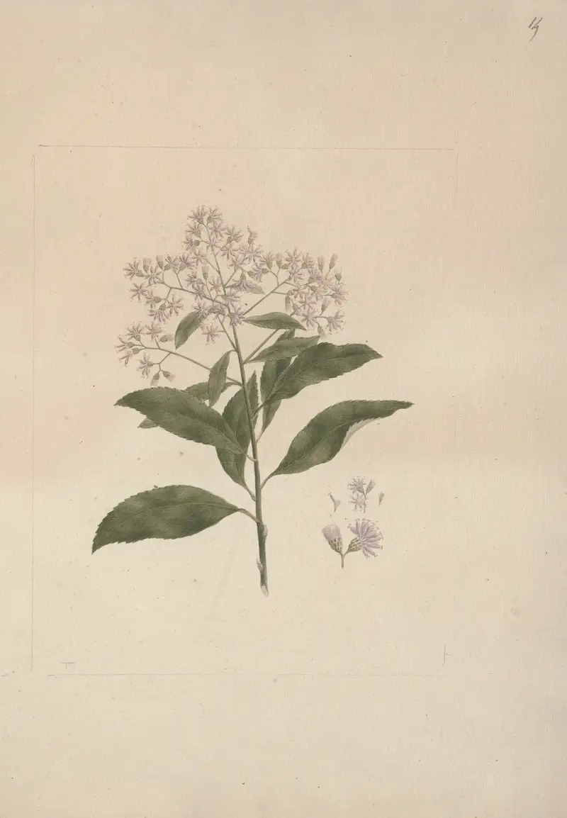 Vernonia amygdalina Del. (Gorzkie liście), Luigi Balugani