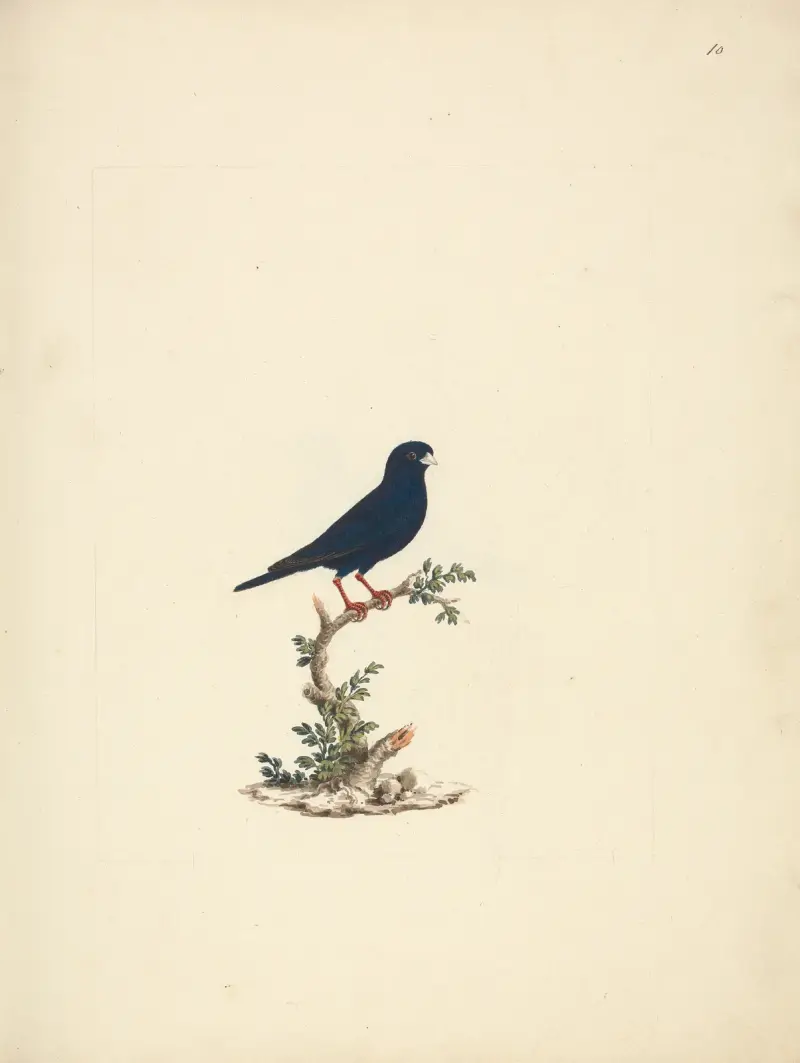 Vidua chalybeata (Vidua chalybeata), Luigi Balugani