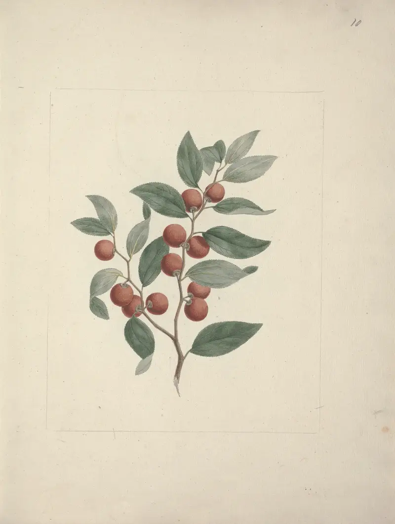 Ziziphus abyssinica A. Rich. (Ethiopian Christ-Thorn) av Luigi Balugani