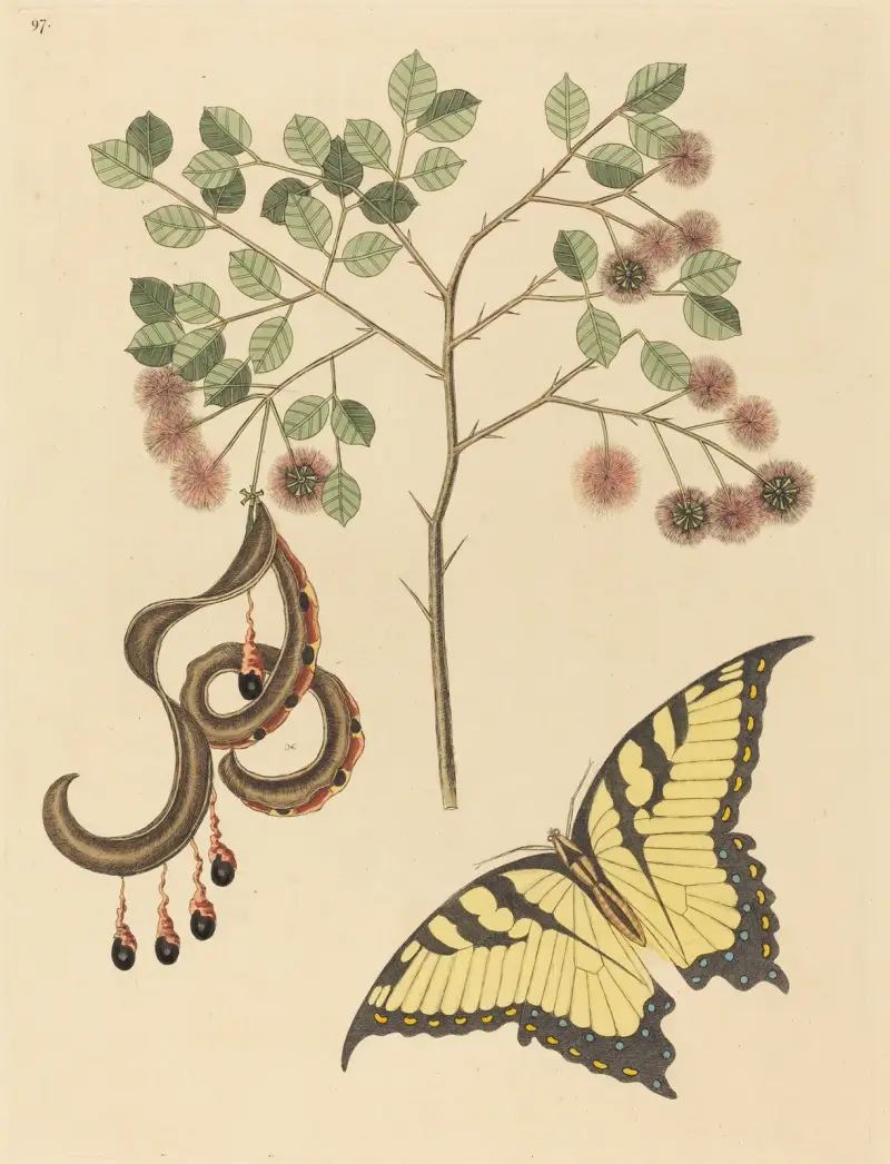 Katzenkralle (Mimosa circinalis) von Mark Catesby